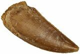 Serrated, Raptor Tooth - Real Dinosaur Tooth #296708-1